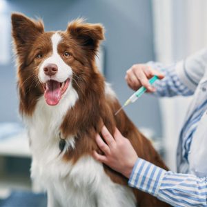 672da8fc5c9606d4cbb3e9f2c4e2cfa0